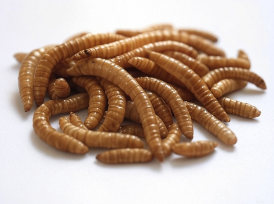 Denhart & Perry - Premium Calciworms