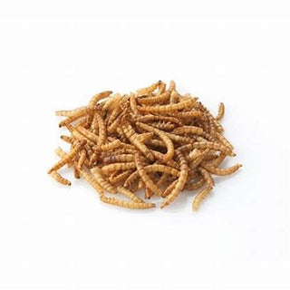 Bird Feed-