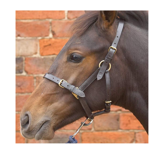 Hy Leather Foal Head Collar (Brown, Large)